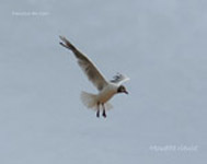 Mouette rieuse _4205.jpg